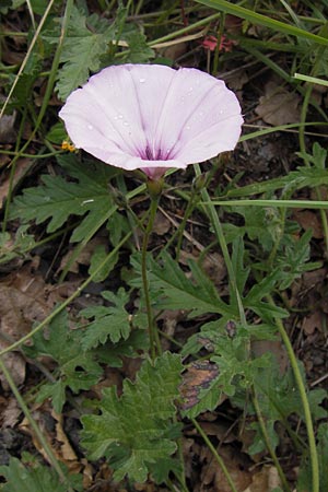 Convolvulus althaeoides \ Malvenblttrige Winde / Mallow Bindweed, I Liguria, Dolcedo 30.5.2013