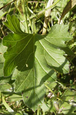 Convolvulus althaeoides \ Malvenblttrige Winde / Mallow Bindweed, I Finale Ligure 31.5.2013