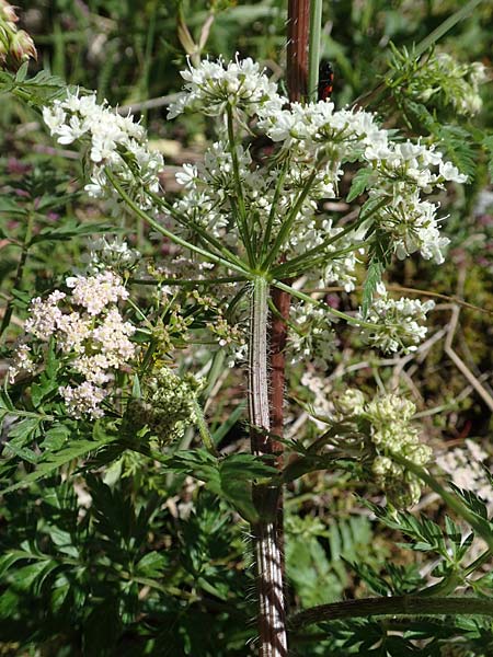 Chaerophyllum aureum \ Gold-Klberkropf / Golden Chervil, I Alpi Bergamasche, Pizzo Arera 7.6.2017