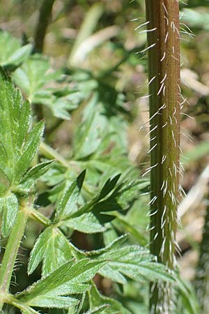 Chaerophyllum aureum \ Gold-Klberkropf / Golden Chervil, I Alpi Bergamasche, Pizzo Arera 7.6.2017