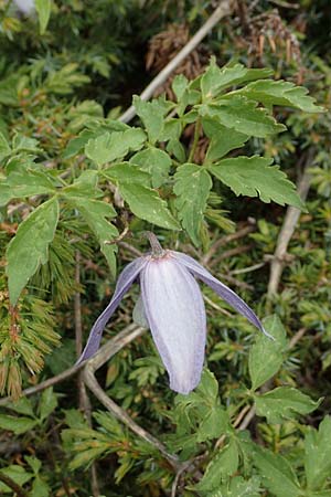 Clematis alpina \ Alpenrebe, Alpen-Waldrebe / Alpine Clematis, I Alpi Bergamasche, Pizzo Arera 9.6.2017