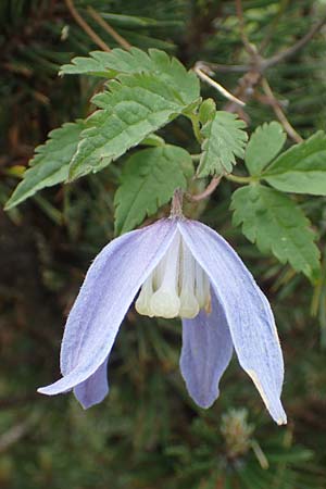 Clematis alpina \ Alpenrebe, Alpen-Waldrebe / Alpine Clematis, I Alpi Bergamasche, Monte Alben 11.6.2017