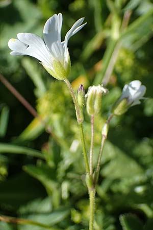 Cerastium arvense \ Acker-Hornkraut / Field Mouse-Ear, I Südtirol,  Plätzwiese 5.7.2022