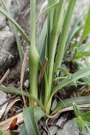 Carex baldensis \ Monte-Baldo Segge / Monte Baldo Sedge, I Alpi Bergamasche, Monte Alben 11.6.2017