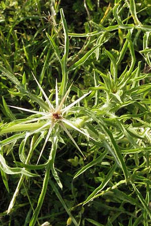 Centaurea calcitrapa \ Stern-Flockenblume, Fuangel-Flockenblume, I Perugia 3.6.2007