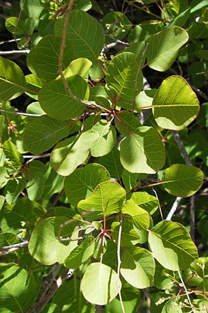 Cotinus coggygria \ Perckenstrauch, I Liguria, Castillo di Zuccarello 19.5.2013