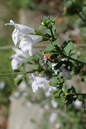 Clinopodium calamintha \ Kleinbltige Bergminze / Lesser Calamint, I Liguria, Moneglia 26.9.2023