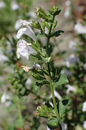 Clinopodium calamintha \ Kleinbltige Bergminze / Lesser Calamint, I Liguria, Moneglia 26.9.2023