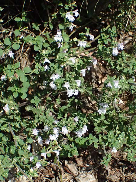 Clinopodium calamintha \ Kleinbltige Bergminze / Lesser Calamint, I Liguria, Moneglia 26.9.2023