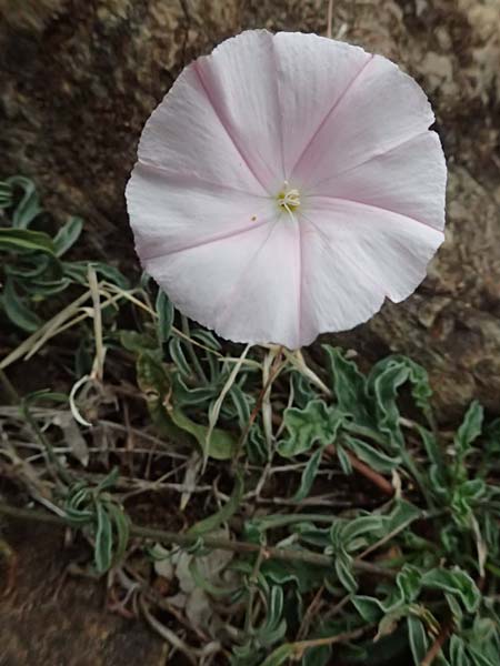 Convolvulus cantabrica \ Kantabrische Winde / Southern Bindweed, I Liguria, Bonassola 4.10.2023