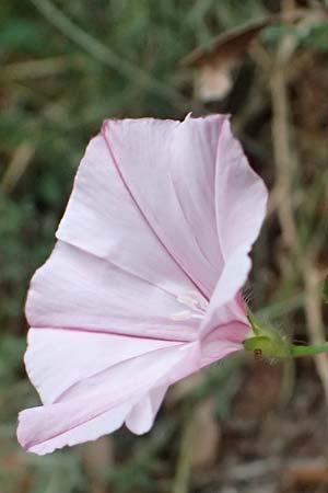 Convolvulus cantabrica \ Kantabrische Winde / Southern Bindweed, I Liguria, Levanto 4.10.2023