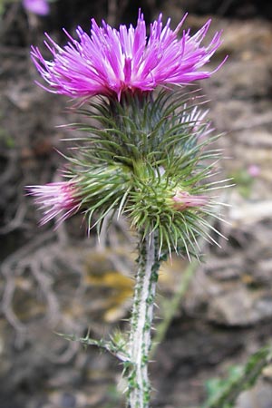 Carduus defloratus \ Alpen-Distel, I Liguria, Zuccarello 19.5.2013