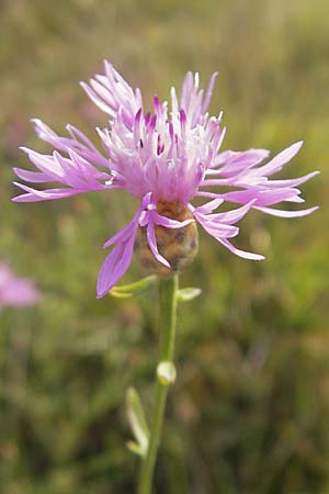 Centaurea kartschiana \ Monte Duino Flockenblume, I Trieste 27.6.2010