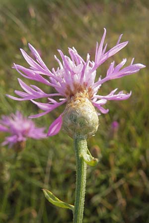 Centaurea kartschiana \ Monte Duino Flockenblume, I Trieste 27.6.2010