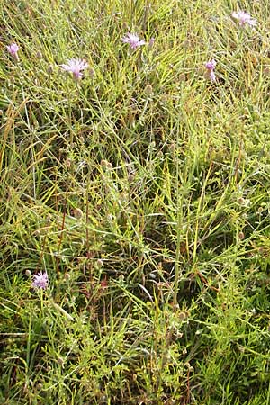 Centaurea kartschiana \ Monte Duino Flockenblume, I Trieste 27.6.2010