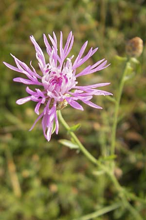 Centaurea kartschiana \ Monte Duino Flockenblume, I Trieste 27.6.2010