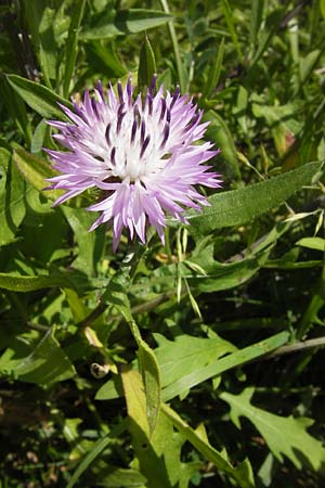 Centaurea aspera \ Raue Flockenblume, I Finale Ligure 31.5.2013