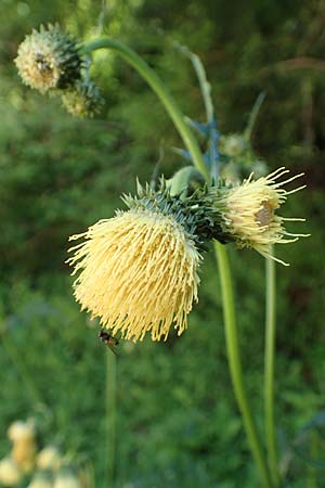 Cirsium erisithales \ Klebrige Kratzdistel, I Alpi Bergamasche, Pizzo Arera 7.6.2017