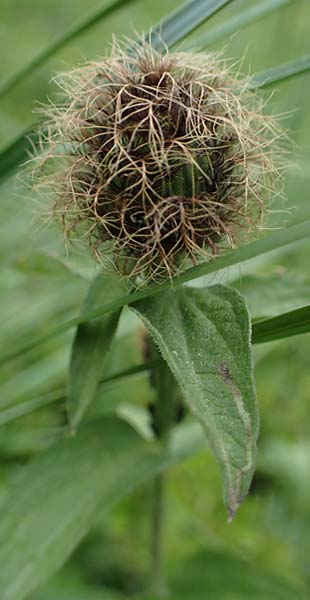 Centaurea pseudophrygia \ Percken-Flockenblume, I Südtirol,  Gsieser Tal 7.7.2022
