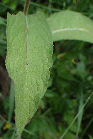 Centaurea pseudophrygia \ Percken-Flockenblume, I Südtirol,  Gsieser Tal 7.7.2022