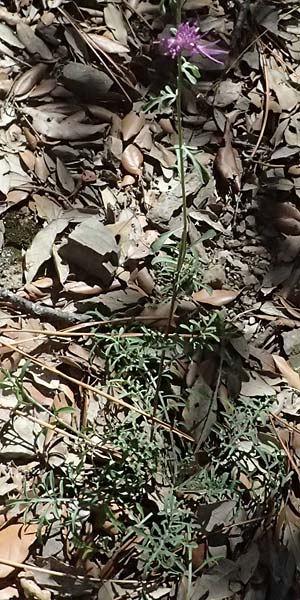 Centaurea leucophaea \ Blassbraune Flockenblume / Whitish-Leaved Knapweed, I Liguria, Moneglia 26.9.2023