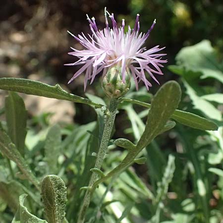 Centaurea leucophaea \ Blassbraune Flockenblume, I Liguria, Cinque Terre 28.9.2023