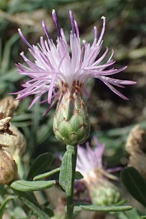 Centaurea leucophaea \ Blassbraune Flockenblume, I Liguria, Cinque Terre 28.9.2023