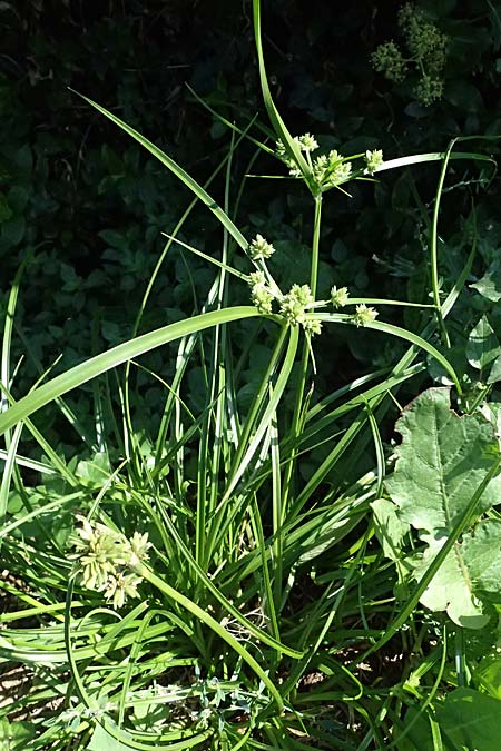 Cyperus eragrostis / Pale Galingale, I Liguria, Sestri Levante 3.10.2023