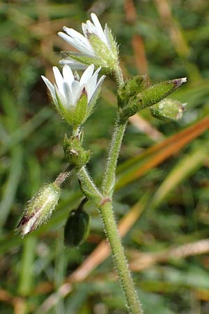 Cerastium fontanum \ Quell-Hornkraut, I Alpi Bergamasche, Pizzo Arera 7.6.2017