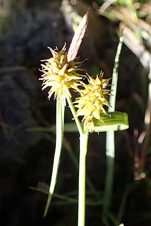 Carex flava \ Groe Gelb-Segge / Large Yellow-Sedge, I Südtirol,  Plätzwiese 5.7.2022