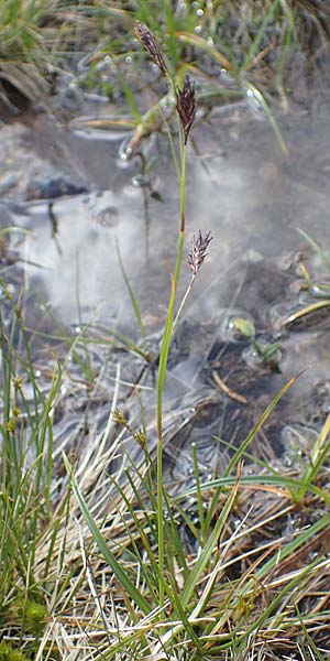 Carex frigida \ Eis-Segge / Ice Sedge, I Südtirol,  Stallersattel 6.7.2022