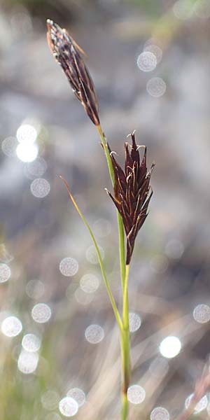 Carex frigida \ Eis-Segge / Ice Sedge, I Südtirol,  Stallersattel 6.7.2022