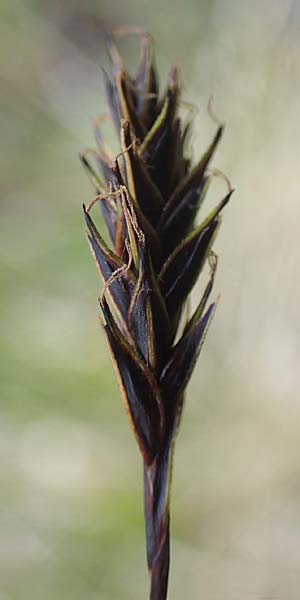 Carex frigida \ Eis-Segge / Ice Sedge, I Südtirol,  Stallersattel 6.7.2022