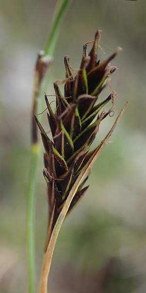 Carex frigida \ Eis-Segge / Ice Sedge, I Südtirol,  Stallersattel 6.7.2022