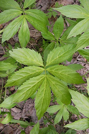 Cardamine heptaphylla \ Siebenblttrige Zahnwurz / Pinnate Coral-Root, I Liguria, Monte Beigua 24.5.2013