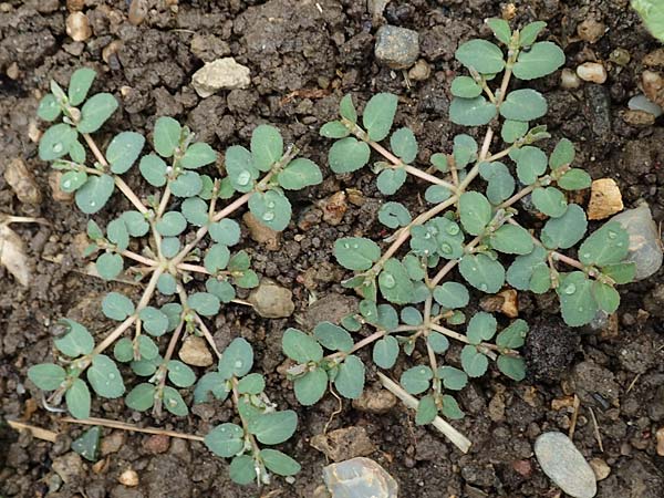 Chamaesyce prostrata \ Hingestreckte Wolfsmilch / Trailing Red Spurge, Prostrate Spurge, I Botan. Gar.  Bergamo 6.6.2017