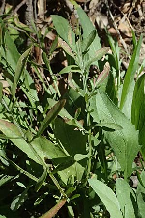 Centaurea leucophaea \ Blassbraune Flockenblume / Whitish-Leaved Knapweed, I Liguria, Sestri Levante 3.10.2023