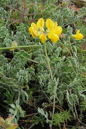 Coronilla minima \ Kleine Kronwicke / Small Scorpion Vetch, I Norcia 7.6.2007