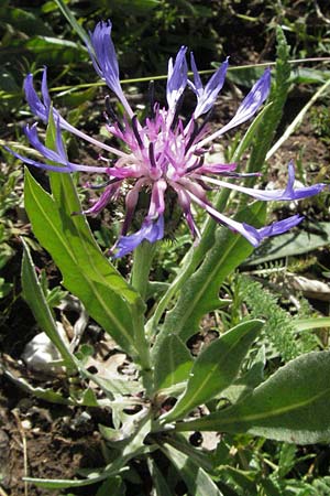 Centaurea montana \ Berg-Flockenblume, Berg-Kornblume / Perennial Cornflower, I Norcia 7.6.2007