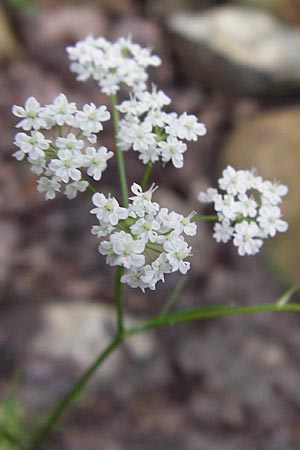 Conopodium majus \ Franzsische Erdkastanie / Pignut, I Liguria, Sassello 25.5.2013