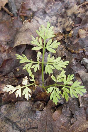 Conopodium majus / Pignut, I Liguria, Sassello 25.5.2013