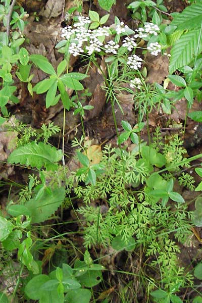 Conopodium majus / Pignut, I Liguria, Sassello 25.5.2013