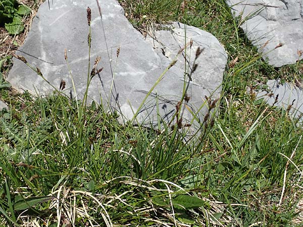 Carex sempervirens \ Horst-Segge, Immergrne Segge / Evergreen Sedge, I Alpi Bergamasche, Pizzo Arera 7.6.2017