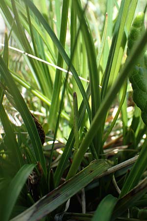 Carex sempervirens \ Horst-Segge, Immergrne Segge, I Alpi Bergamasche, Pizzo Arera 7.6.2017