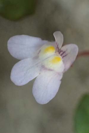 Cymbalaria muralis \ Gemeines Zimbelkraut, Mauer-Zimbelkraut / Ivy-Leaved Toadflax, Kenilworth Toadflax, I Varese Ligure 27.9.2023