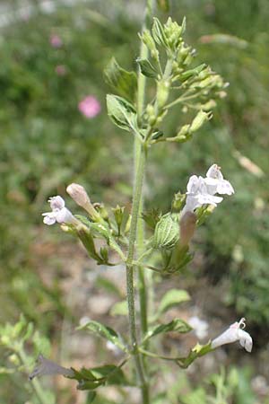 Calamintha nepeta subsp. nepeta \ Kleinblütige Bergminze / Lesser Calamint, I Iseosee, Sulzano 8.6.2017