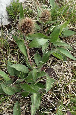 Centaurea pseudophrygia \ Perücken-Flockenblume, I Alpi Bergamasche, Monte Alben 11.6.2017