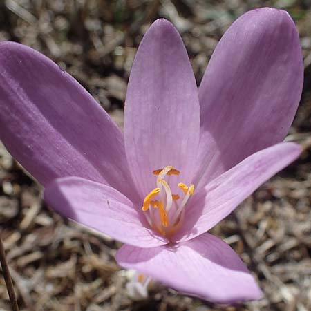 Colchicum neapolitanum / Naples Autumn Crocus, I Liguria, Cairo Montenotte 7.10.2021