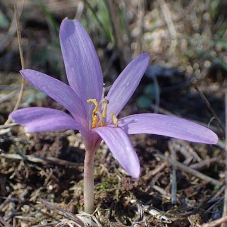 Colchicum neapolitanum / Naples Autumn Crocus, I Liguria, Cairo Montenotte 7.10.2021