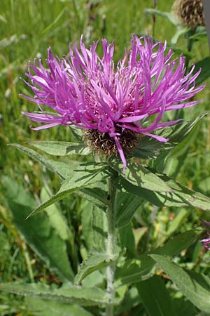 Centaurea nervosa \ Federige Flockenblume / Ornamental Knapweed, I Südtirol,  Plätzwiese 5.7.2022